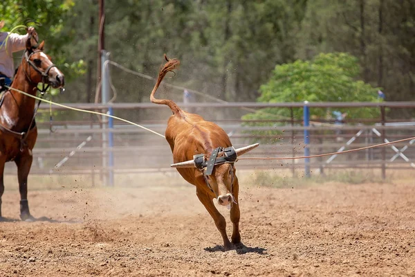 Competição de Roping de bezerro em um rodeio australiano — Fotografia de Stock