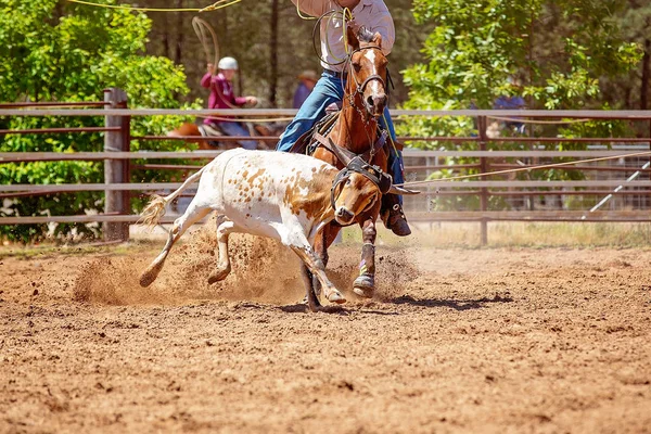 Kalf roping competitie op een Australische Rodeo — Stockfoto