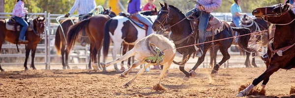 Bir Avustralya Rodeo at Buzağı Roping Yarışması — Stok fotoğraf