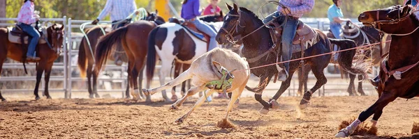 Cielę Roping konkurencji na Australian Rodeo — Zdjęcie stockowe