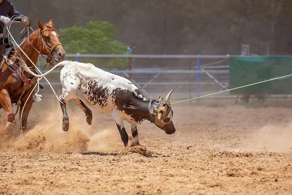 Calf Roping Competizione a un rodeo australiano — Foto Stock