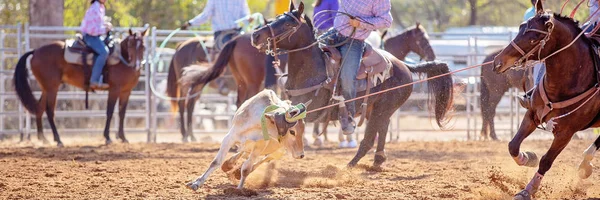 Cielę Roping konkurencji na Australian Rodeo — Zdjęcie stockowe