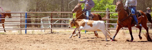 Cielę Roping konkurencji na Australian Rodeo — Zdjęcie stockowe