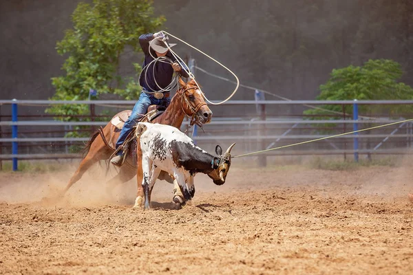 Borjú Roping verseny egy ausztrál Rodeo — Stock Fotó