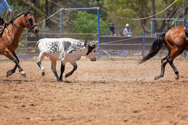 Calf Roping Competizione a un rodeo australiano — Foto Stock