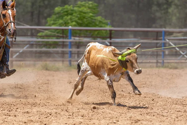 Borjú Roping verseny egy ausztrál Rodeo — Stock Fotó