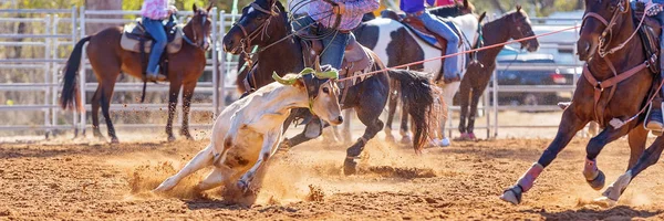 Calf Roping Competizione a un rodeo australiano — Foto Stock