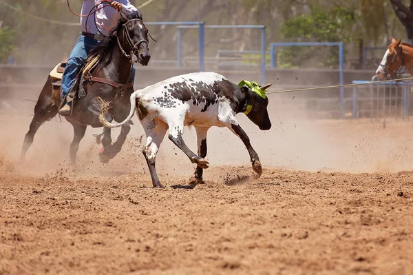 Concurso de Cuerda de ternera en un rodeo australiano — Foto de Stock