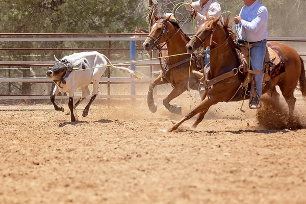 Kalf roping competitie op een Australische Rodeo — Stockfoto