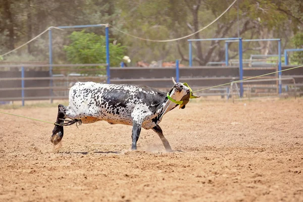 Calf Roping Competizione a un rodeo australiano — Foto Stock