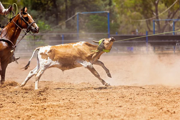 Kalv Roping konkurrens på en australisk Rodeo — Stockfoto