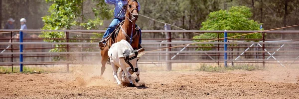 Bir Avustralya Rodeo at Buzağı Roping Yarışması
