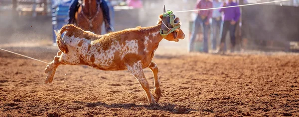 Cielę Roping konkurencji na Australian Rodeo — Zdjęcie stockowe