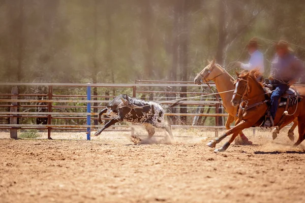 Soutěž tele v australském rodeu — Stock fotografie