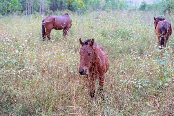 Skinny Wild Brumby Horses Grazing In Weeds
