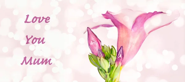 Karta dzień matki z różowym kwiatem — Zdjęcie stockowe