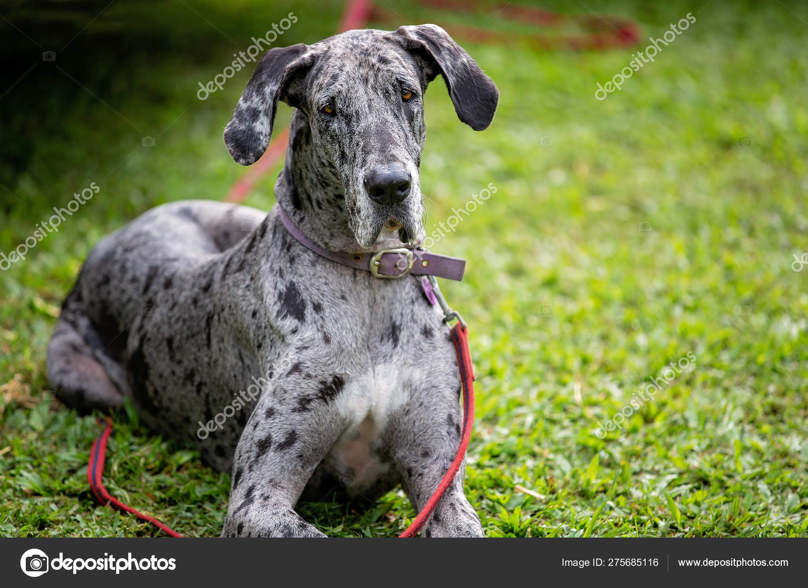 gray and black great dane