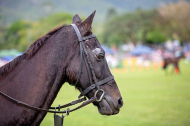 Atlama Atını Yakından Göster
