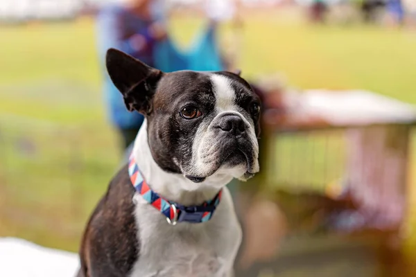 Bulldog sendo julgado no Country Show — Fotografia de Stock