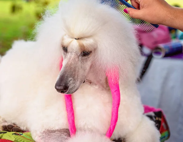 Poodle de cabelos compridos sendo preparado — Fotografia de Stock