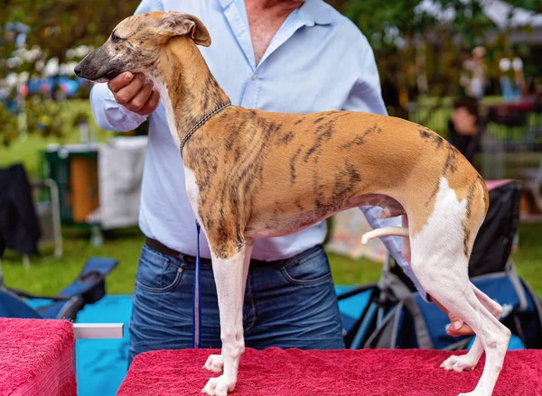 A csíkos Whippet zsűri megjelenítése — Stock Fotó