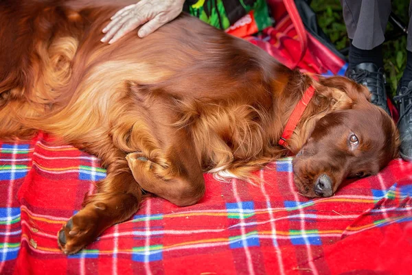 Espressione dell'anima su Spaniel Dog — Foto Stock
