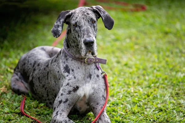 Gri Benekli Büyük Dane Köpek — Stok fotoğraf