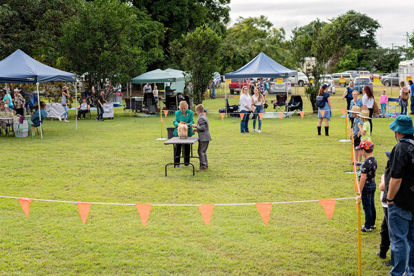 Dog Judging at Country Show
