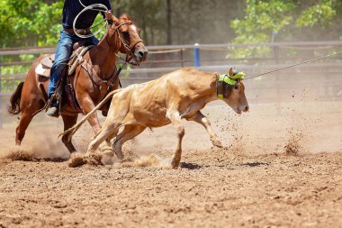 Buzağı Roping Bir Avustralya Rodeo at