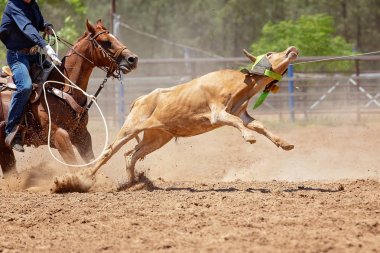 Buzağı Roping Bir Avustralya Rodeo at