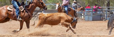 Buzağı Roping Bir Avustralya Rodeo at
