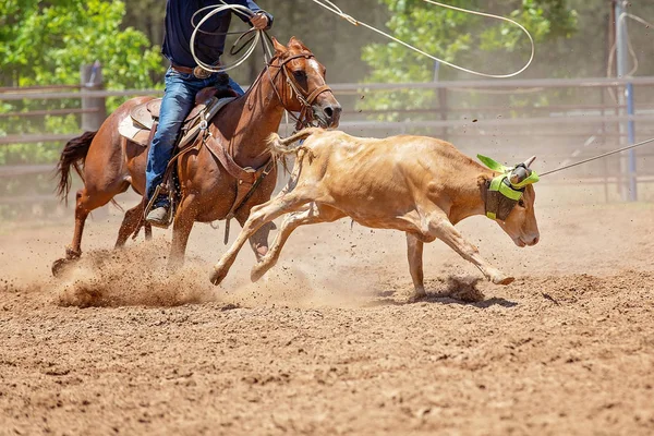 Kalv Roping på en australisk Rodeo — Stockfoto