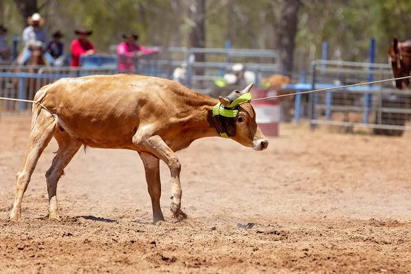 Kalf roping bij een Australische Rodeo — Stockfoto