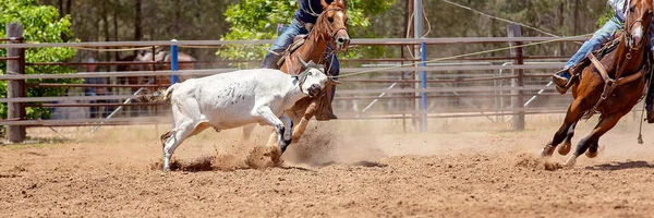 Kalf roping bij een Australische Rodeo — Stockfoto