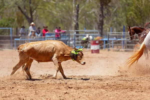 Telování na australském rodeu — Stock fotografie