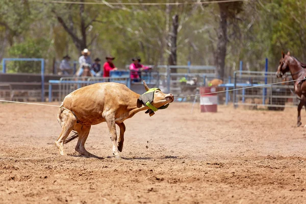 Bezerro Roping em um rodeio australiano — Fotografia de Stock