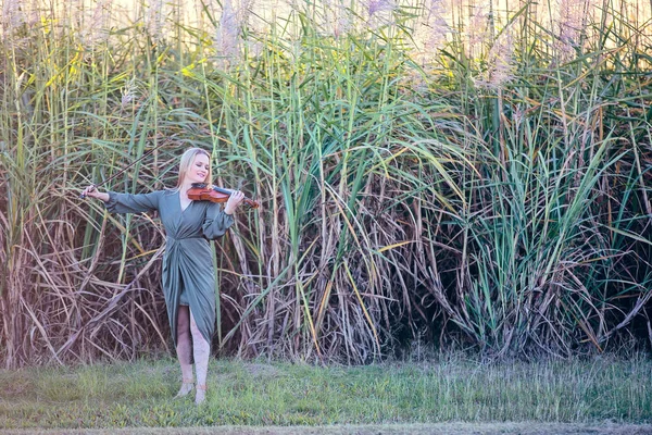 Female Violinist Playing In Front Of Sugar Cane At Sunset — Stock Photo, Image