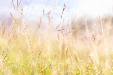 Soyut bulanık yeşil çimen