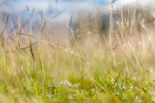 Astratto erba verde sfocata — Foto Stock