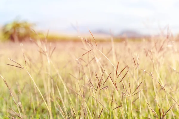 Astratto erba verde sfocata — Foto Stock