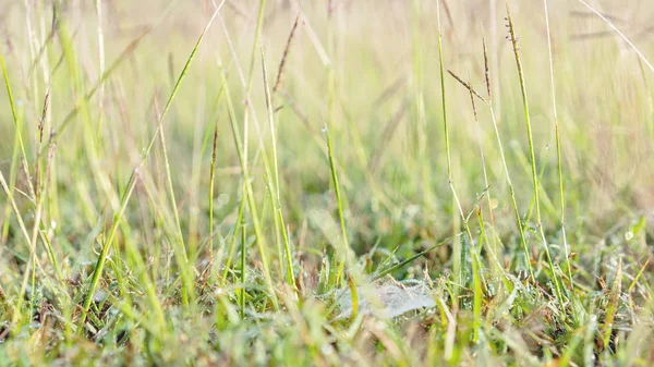 Astratto erba verde sfocata — Foto Stock