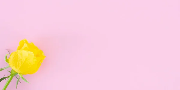 Rosa amarilla en la tarjeta de felicitación de fondo rosa —  Fotos de Stock