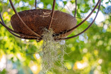 Narin Hava Bitki si eski asılı pot büyüyen