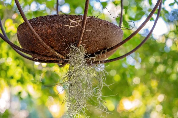 Planta de aire delicada creciendo de ollas colgantes antiguas —  Fotos de Stock