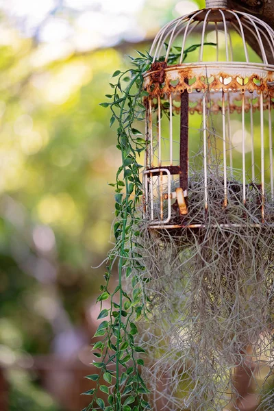 空気植物とプラスチック製のつると錆びた装飾的な鳥のケージ — ストック写真