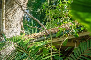 Ev Oluk Yaprakları ve Dalları ile Bloke