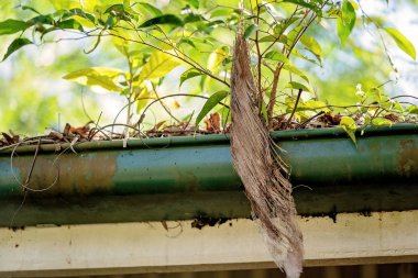 Ev Oluk Yaprakları ve Dalları ile Bloke