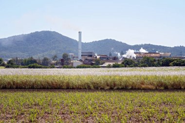 Bir Şeker Kamışı Rafinerisi ve Baston Kırpma Bir Çiçekli Alan