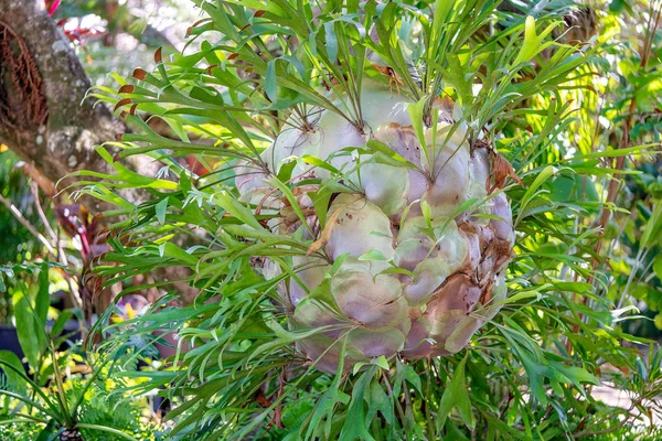 Un sano giardino all'aperto felce — Foto Stock