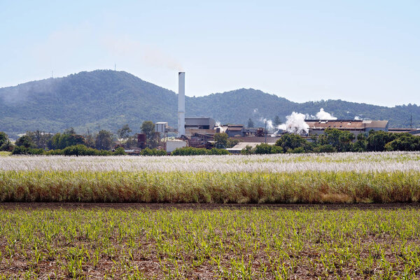 Завод по переработке сахарного тростника и цветущее поле тростника
